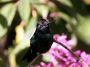 CostaRica06 - 021 * Magnificant Hummingbird